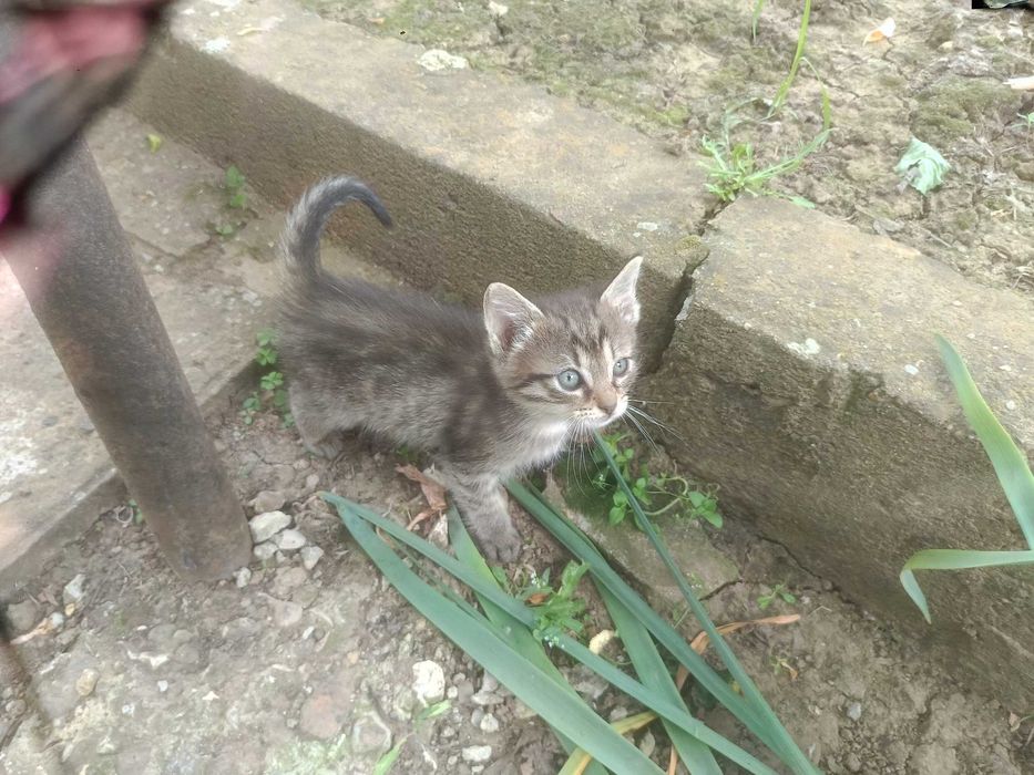 Подарявам малки котенца