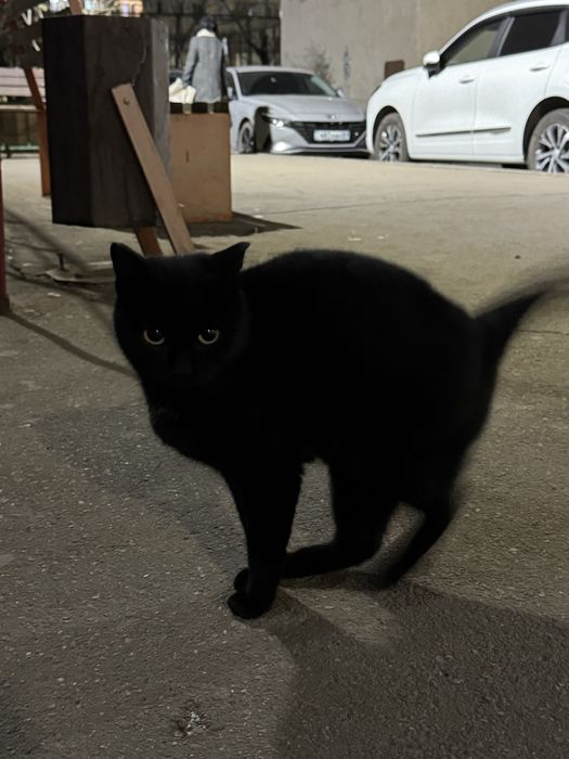 кот, кошка, черный хвостик