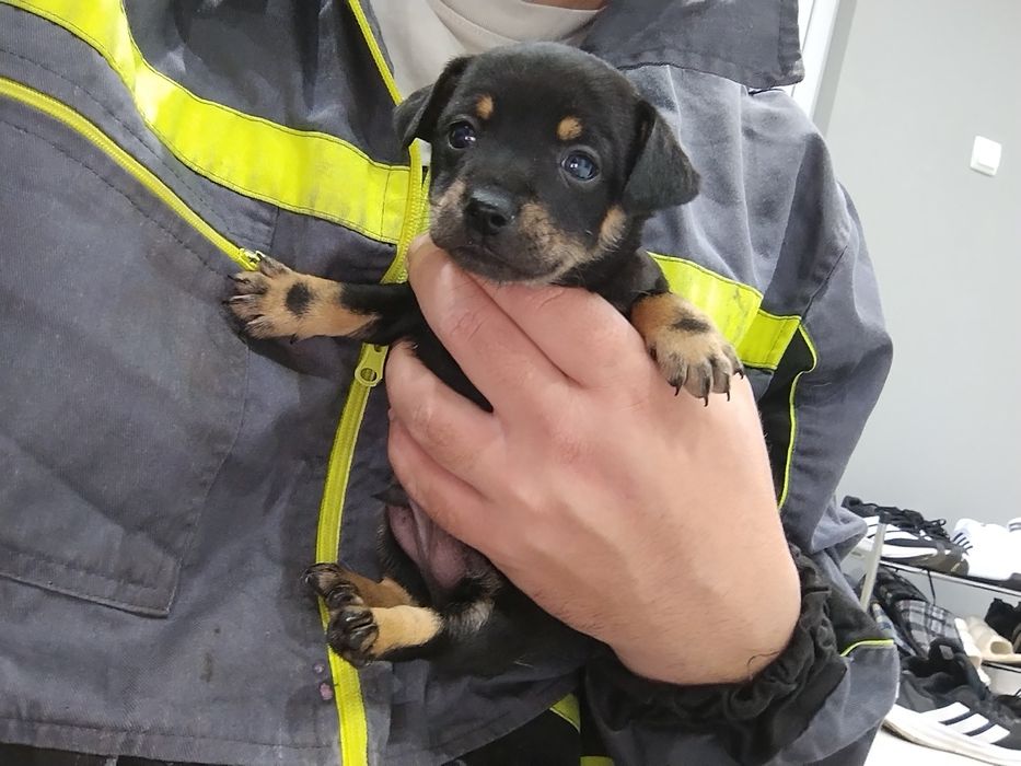 Прекрасни пинчери