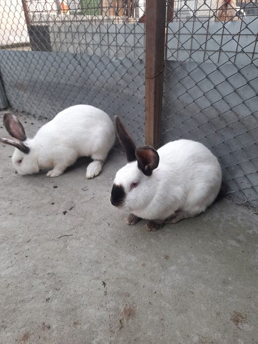 Vând iepuri MASCULI din octombrie anul trecut