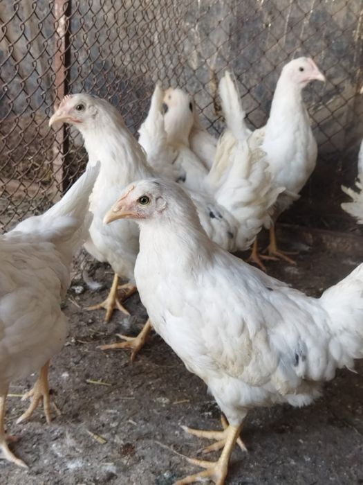 Продам куры домашние
