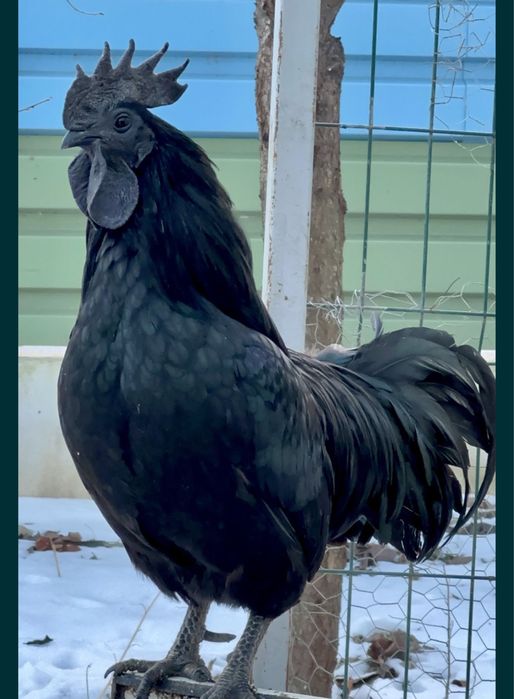 Ayam Cemani , oua de incubat, gaini complet negre rasa pura
