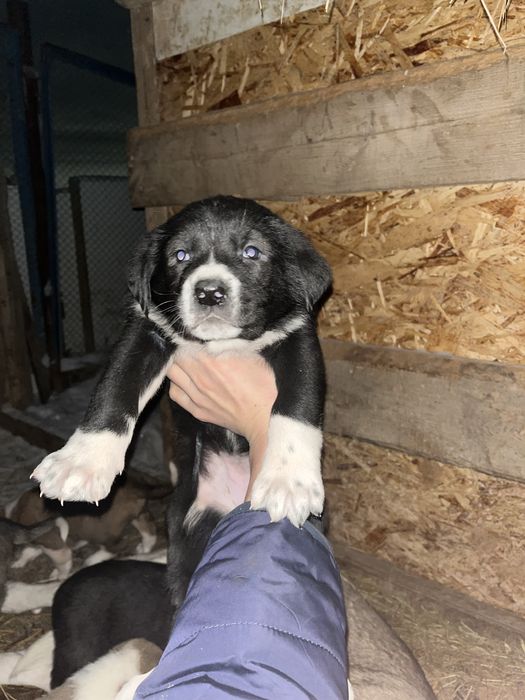 Күшік төбет 2 айлық үрғашы