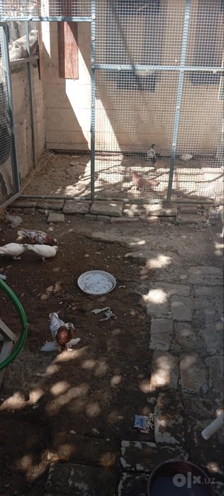 Qafas valer kaftar tavuq