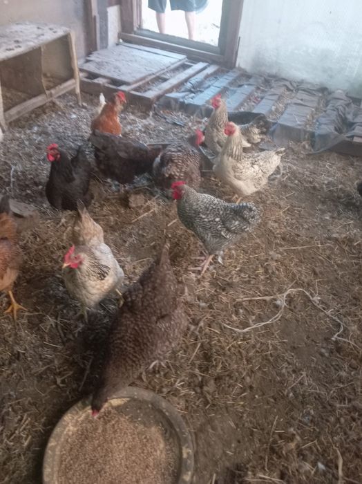 Продам куры домашние