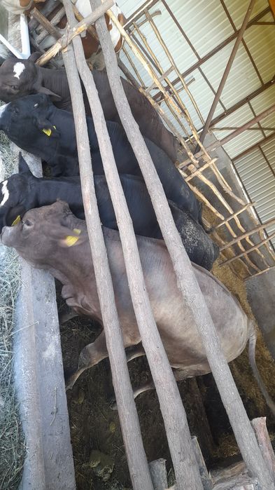 Vand vitei angus