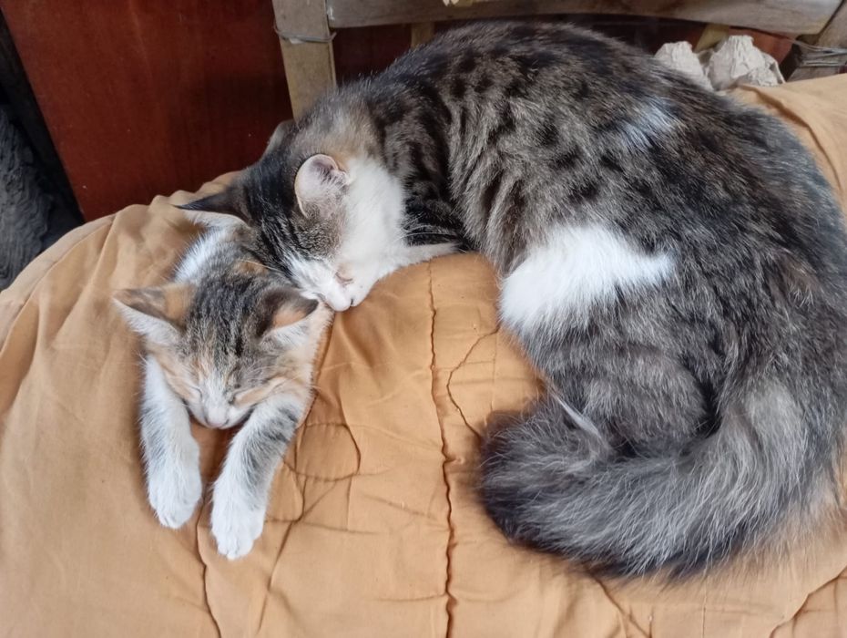 Отдам котят в хорошие руки