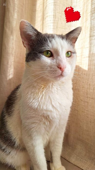 Adoptie pisica alba mota castrat