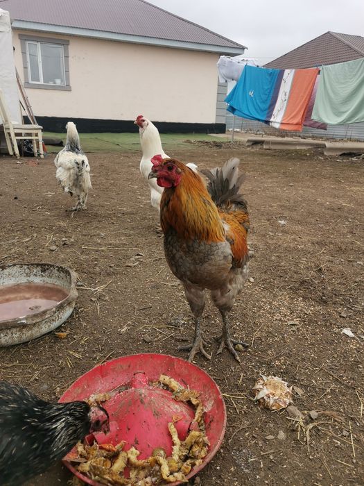 Продам петухов брама