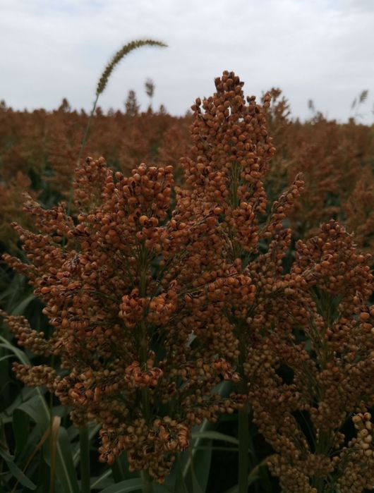 Samanta SORG ROSU pentru boabe sau SILOZ