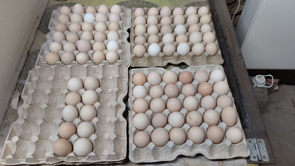 Продам кучинских цыплят