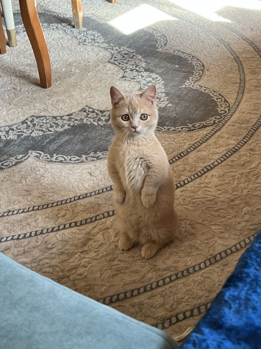 Кошка (дата рождения 25.08.25)