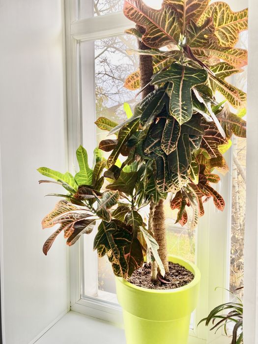 Продам Кротон