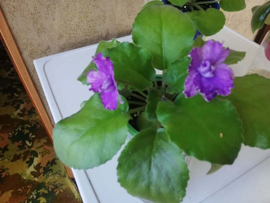 Продам сортовые фиалки