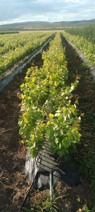 Butasi vita de vie anul 2 și anul 3