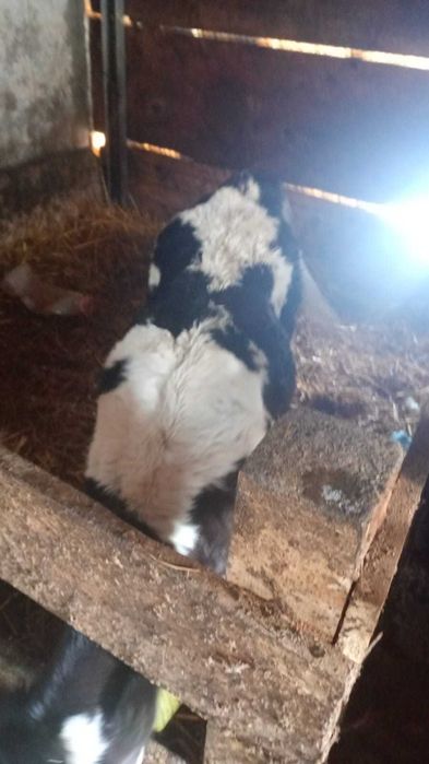 Vițică holstain  din vaca   bună de lapte