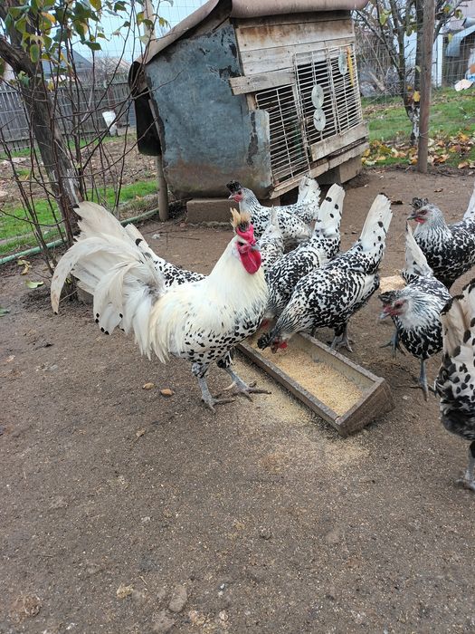 Araucana Silver,Araucana gât  auriu, Appenzeller Wiandotte GSG