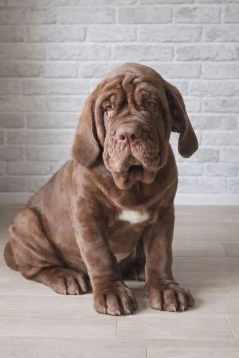 Щенки мастино неаполитано