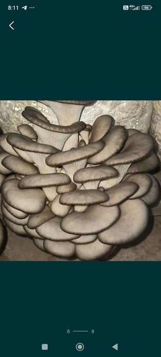 Семена Грибов Вешинки. Ка 17