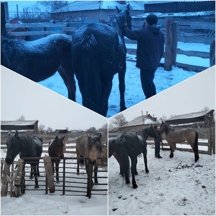 Продам лошадей  находятся в Тургеневке