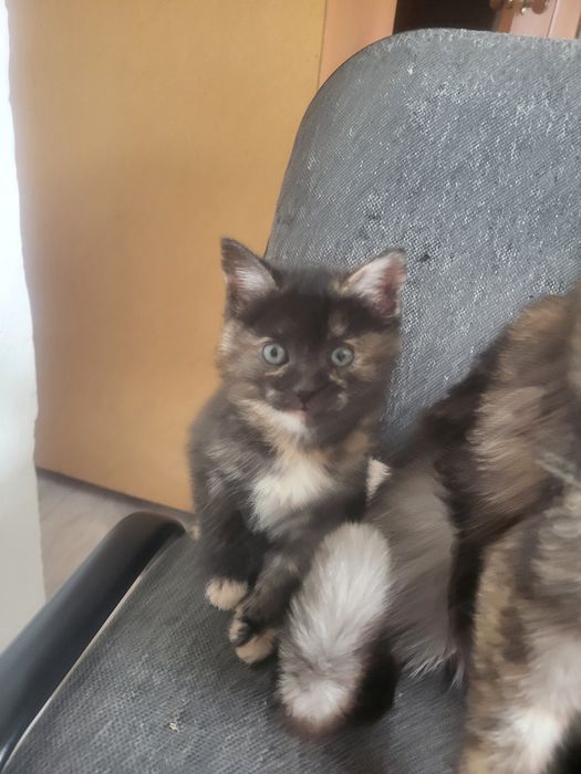 Отдам котенка бесплатно