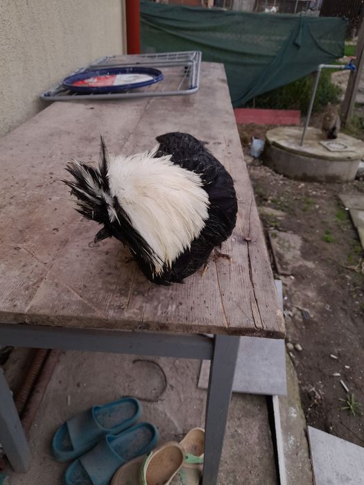 Vând cocoșei moțată olandeza