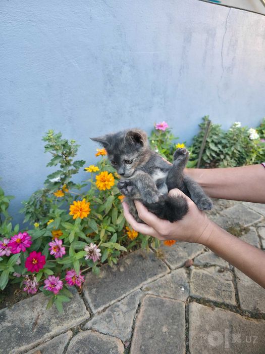 Уникальная девочка котёнок