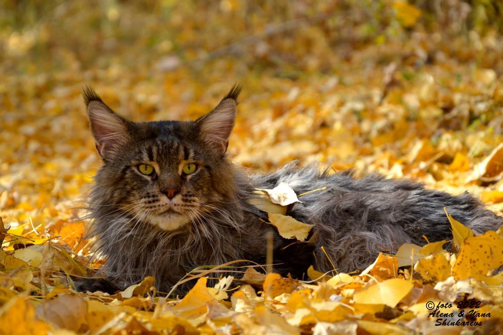 Кот мейн-кун для вязки
