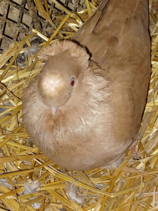 Porumbei gălățeni de zbor și joc de toate culorile