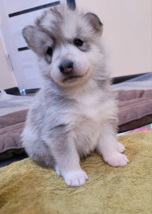 Срочно сибирский хаски мальчик чистокровные родители на фото