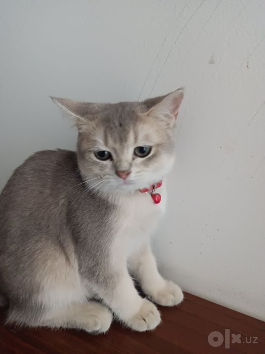 Кошка красавится
