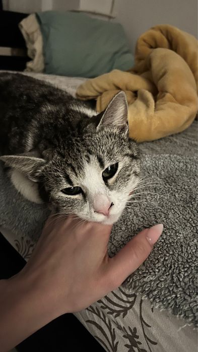 Adoptie Permanenta Pisica