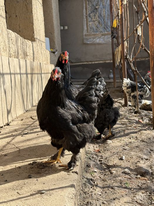 Брама мраморная Брама светлая