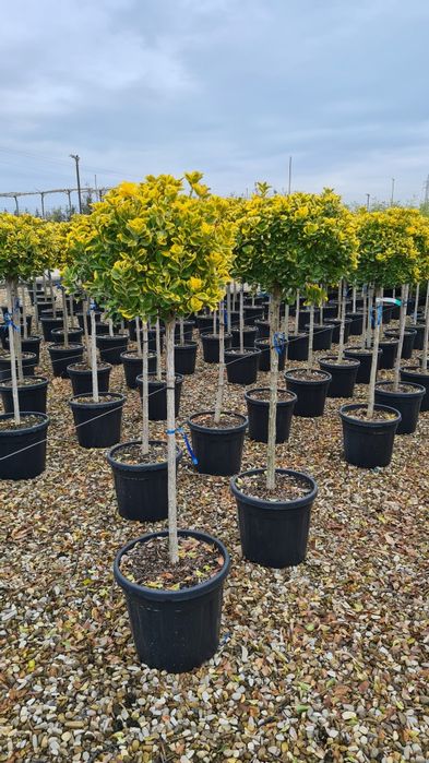 Ilex  evonimus  photinia