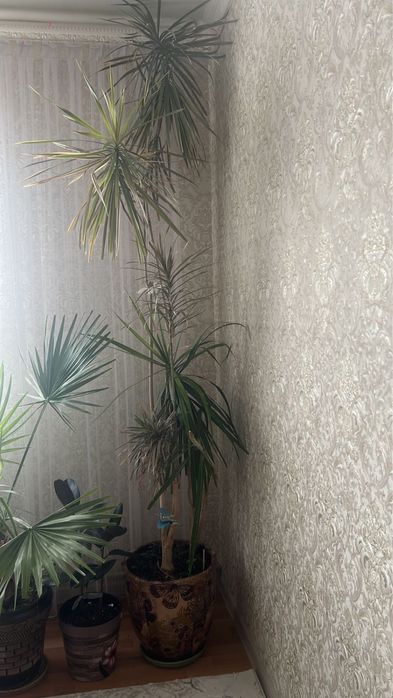 Үлкен Драцена гүлі