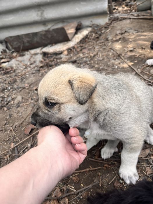 Щенки дворняжки!