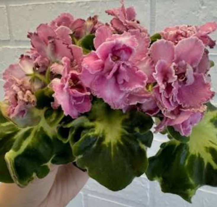 Сортовые фиалки и торф