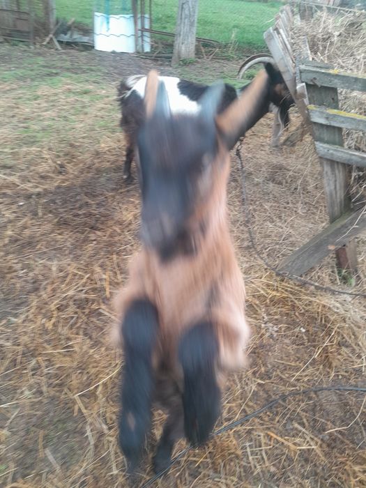 Vând capră corcitura alpin francez cu ied  cu tatăl de origine