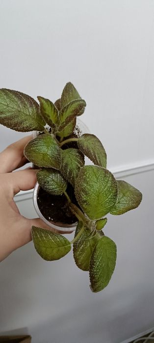 Комнатные цветы по 1000 тенге