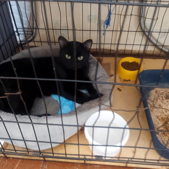 Знакомтесь. Это Уголек- Уголяша.