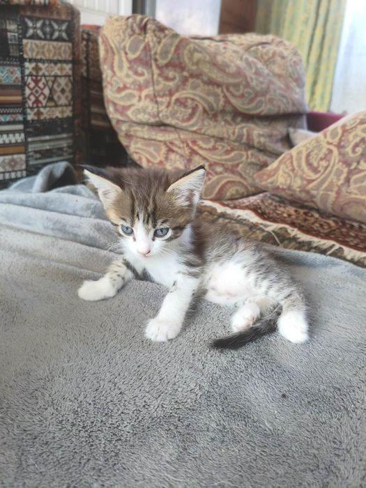 Отдадим котяточек в добрые руки
