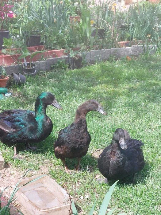2rate cayuga si un ratoi