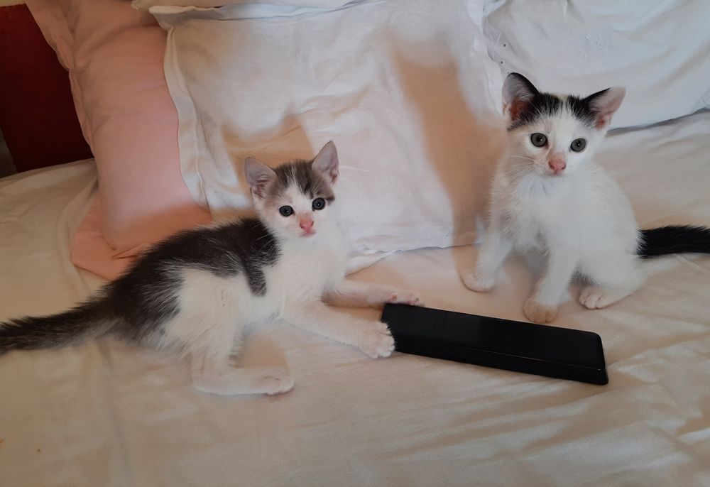 Pisici pentru adoptie