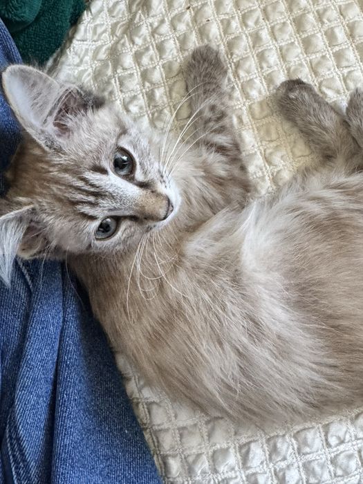 Котенок ласковая