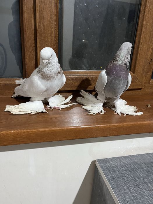 Птици сизи куран акбас