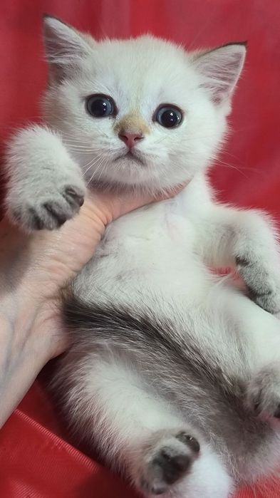 Продам котят вислоушек