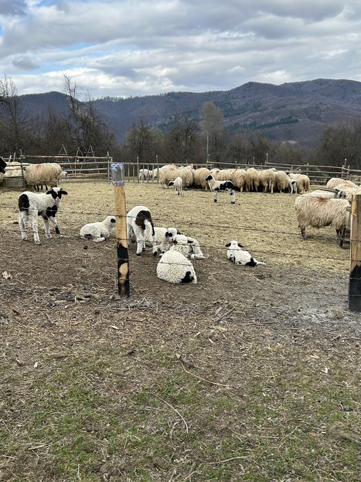 Vand 100 de oi cu miei dupa ele