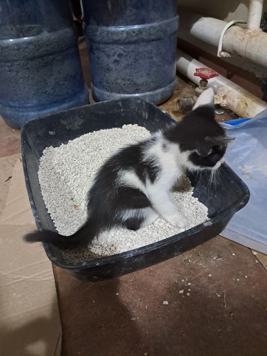 Котенок в добрые руки