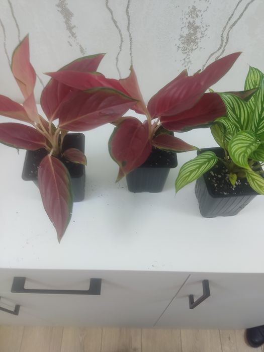 Продам цветы комнатные