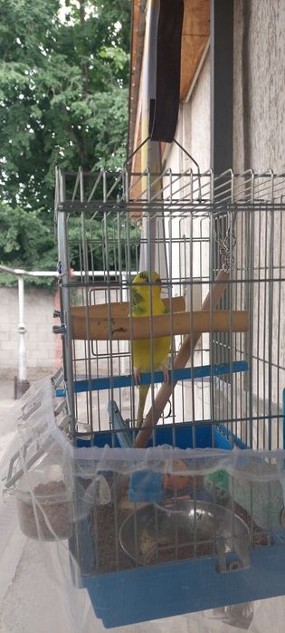 Продаётся попугай волнистый